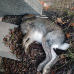Den här skogsharen hittades död i en jägarens trädgård i Sören, Norrbottens kustland. Förmodligen är dödsorsaken tularemi. Haren har skickats till SVA för analys. Foto: Niklas Lundberg