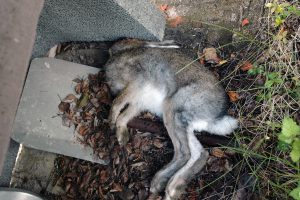 Den här skogsharen hittades död i en jägarens trädgård i Sören, Norrbottens kustland. Förmodligen är dödsorsaken tularemi. Haren har skickats till SVA för analys. Foto: Niklas Lundberg