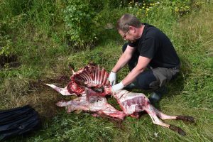 Arne Söderberg från länsstyrelsen Stockholm undersöker en vargdödad tackan. Foto: Martin Källberg