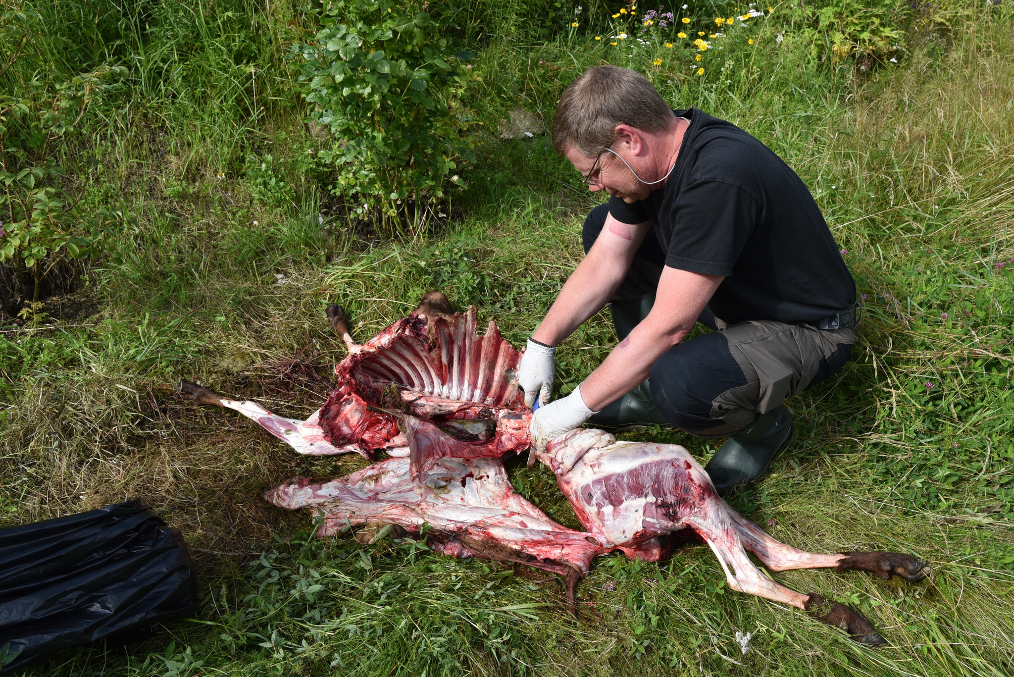 Arne Söderberg från länsstyrelsen Stockholm undersöker en vargdödad tackan. Foto: Martin Källberg