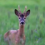 Imorgon startar bockjakten och många av landets jägare ger sig ut i skogen för första gången på jaktsäsongen. Foto: Martin Källberg