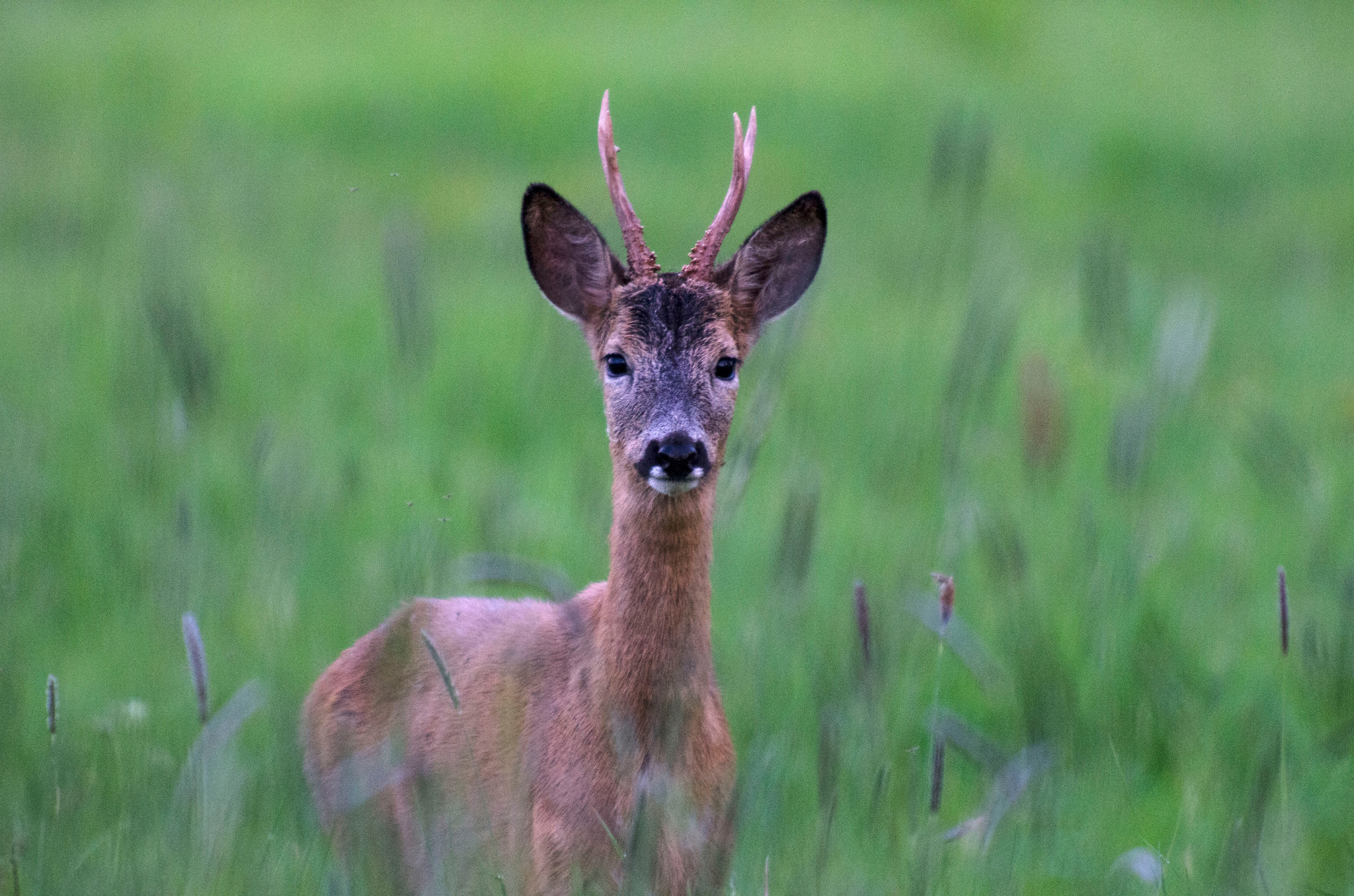Imorgon startar bockjakten och många av landets jägare ger sig ut i skogen för första gången på jaktsäsongen. Foto: Martin Källberg