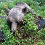 På fredag den 21 augusti börjar björnjakten. Du kan följa den på SVA:s webbplats. Foto: Olle Olsson