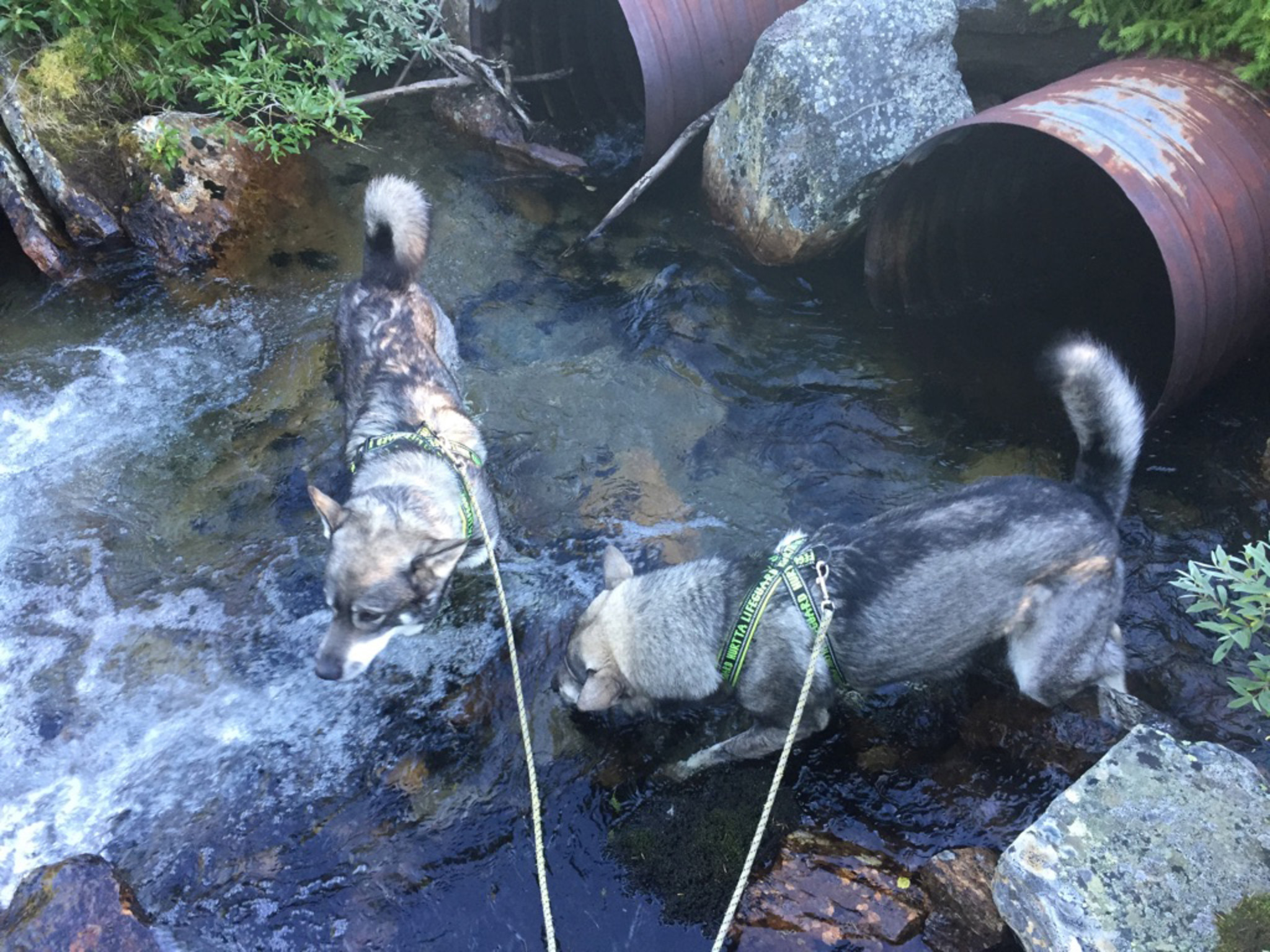 En talande bild från första björnjaktdagen 2015. Klockan elva på förmiddagen var det över 25 grader varmt i norra Jämtland och absolut inte aktuellt att släppa några hundar. Foto: Fredrik Myhr