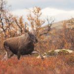 De överklagade jakträttsbesluten ska förhoppningsvis vara avgjorda innan älgjakten startar i norr. Foto: Kjell-Erik Moseid