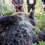 Björnjakten i Västerbotten är över. I lördags morse fälldes två björnar i snabb följd vilket resulterade i en överskjutning av årets tilldelning med en björn. Foto: Olle Olsson