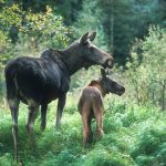 Tillgången på älgkalv är störst när jakten börjar, flexibel jakttid innebär därför ingen fördel. Foto: Kjell-Erik Moseid