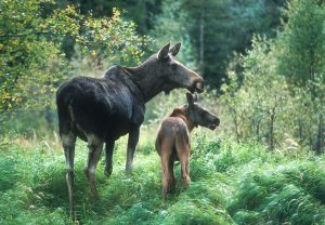 Tillgången på älgkalv är störst när jakten börjar, flexibel jakttid innebär därför ingen fördel. Foto: Kjell-Erik Moseid