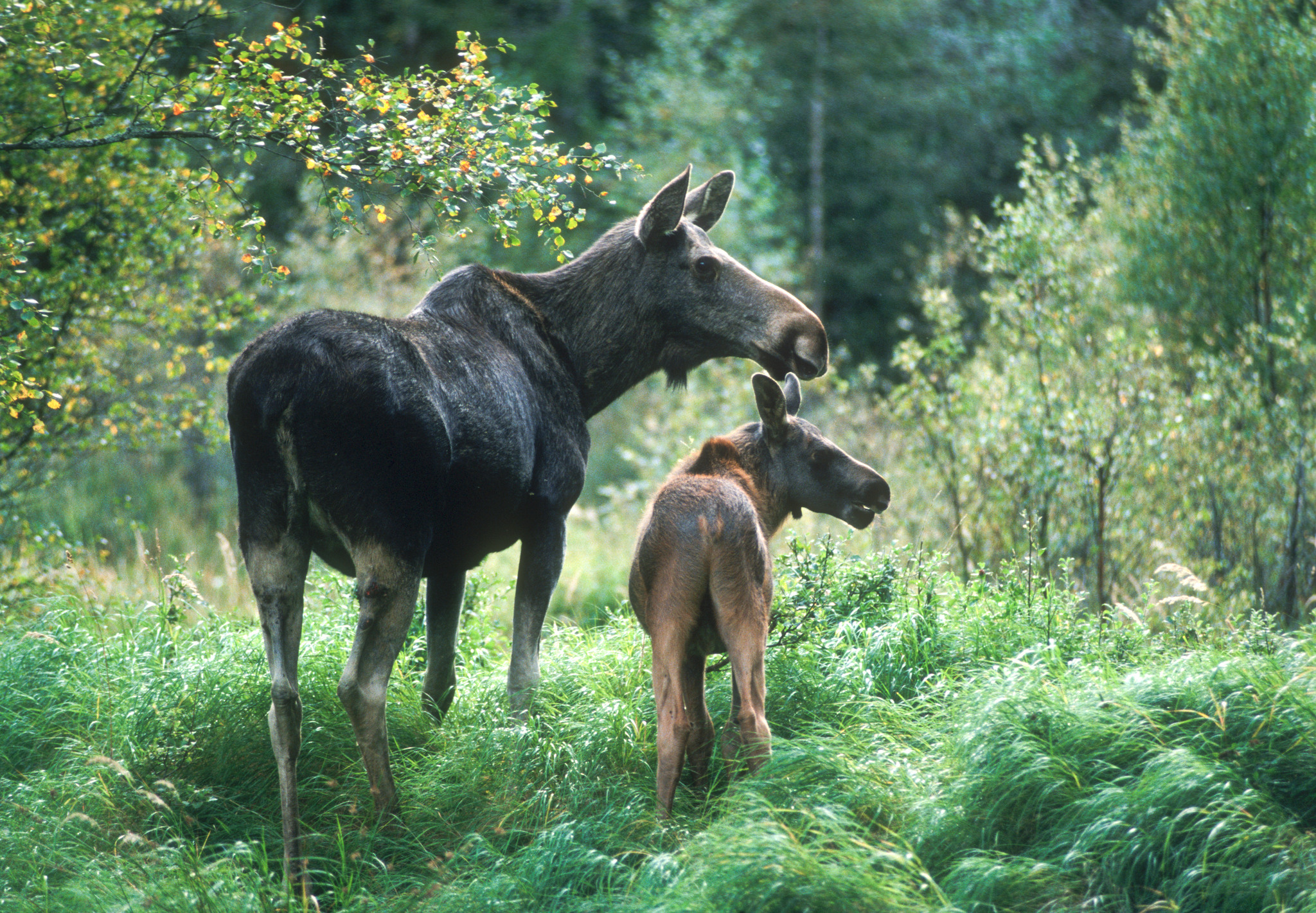Tillgången på älgkalv är störst när jakten börjar, flexibel jakttid innebär därför ingen fördel. Foto: Kjell-Erik Moseid