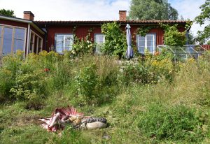 Ett av fåren som tidigare dödats av varg från Sjundareviret. Foto: Martin Källberg
