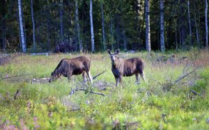 Det är stora variationer i älgbetesskadorna, uppger Skogsstyrelsen. Foto: Lars-Henrik Andersson