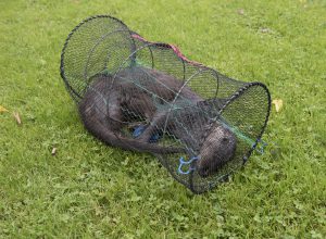 Kräftburen är tillverkad av garn med expanderande ingångsstrutar. Sannolikt skulle uttern inte kunna tränga sig in i de vanligt förekommande kräftburarna i hårdplast med små och styva strutar. Foto: Jan Henricson