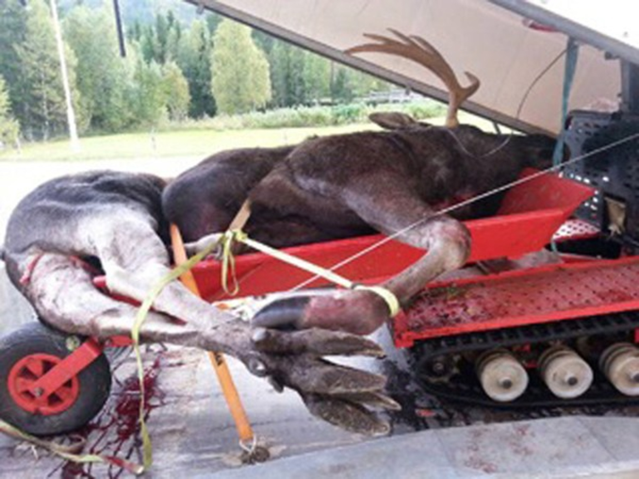 När tullarna lyfte på locket fanns både en järnhäst och en jämtländsk älgoxe på släpet. Älgar får inte föras över gränsen till Norge hur som helst. Foto: Tullen i Trondheim