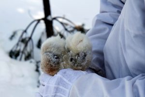 Jägarna kan fortsätta jaga lodjur utan att hindras av att en förening som Djurens Rätt har möjlighet att överklaga jaktbeslutet. Foto: Olle Olsson