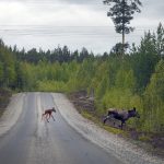 Resultaten från den genetiska studien visar att en älg i genomsnitt inte föder sin avkomma mer än några få kilometer från sin födelseplats. Foto: Lars-Henrik Andersson