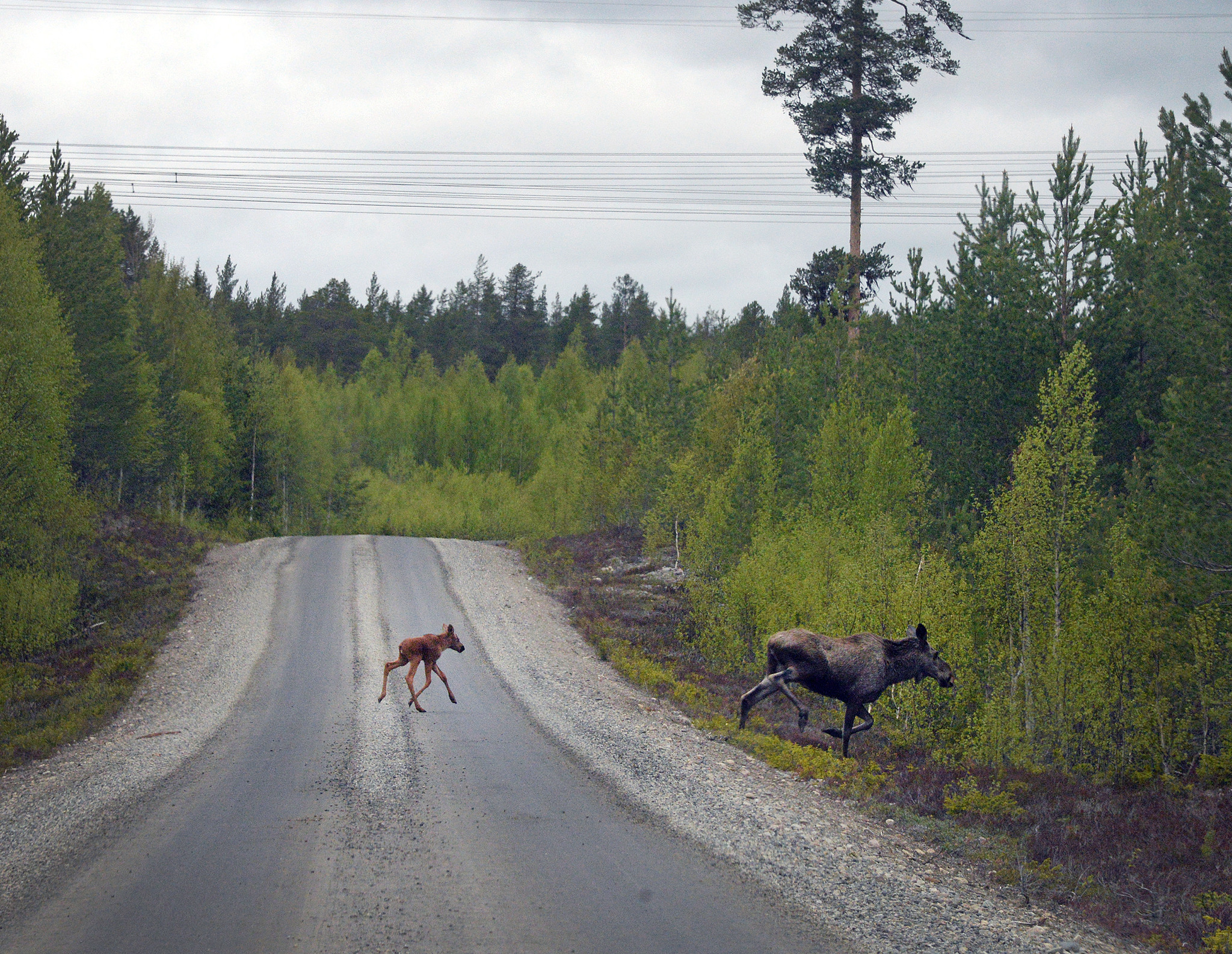 Resultaten från den genetiska studien visar att en älg i genomsnitt inte föder sin avkomma mer än några få kilometer från sin födelseplats. Foto: Lars-Henrik Andersson
