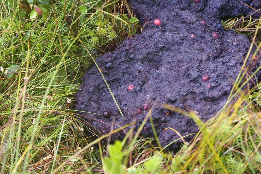 Än finns det tid att samla in spillningsprov, sista datum för att lämna in prover är den 31 oktober. Foto: Olle Olsson