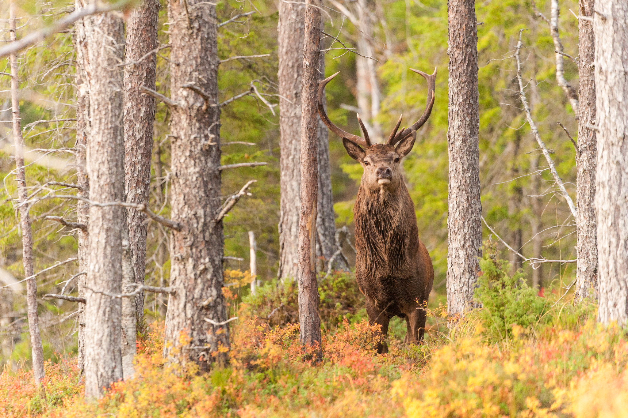 Kronhjorten ska i framtiden förvaltas tillsammans med älgen i skötselområden och större förvaltningsområden, enligt den modell som idag sker för älgstammen, enligt Naturvårdsverkets förslag. Foto: Kjell-Erik Moseid