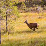 När Naturvårdsverket nu förespråkar en aktiv förvaltning av kronviltet tycker viltforskaren Anders Jarnemo att man slagit in på rätt linje. Däremot är han kritisk till att verket inte avvisar förslaget om skyddsjakt på kalv. Foto: Kjell-Erik Moseid