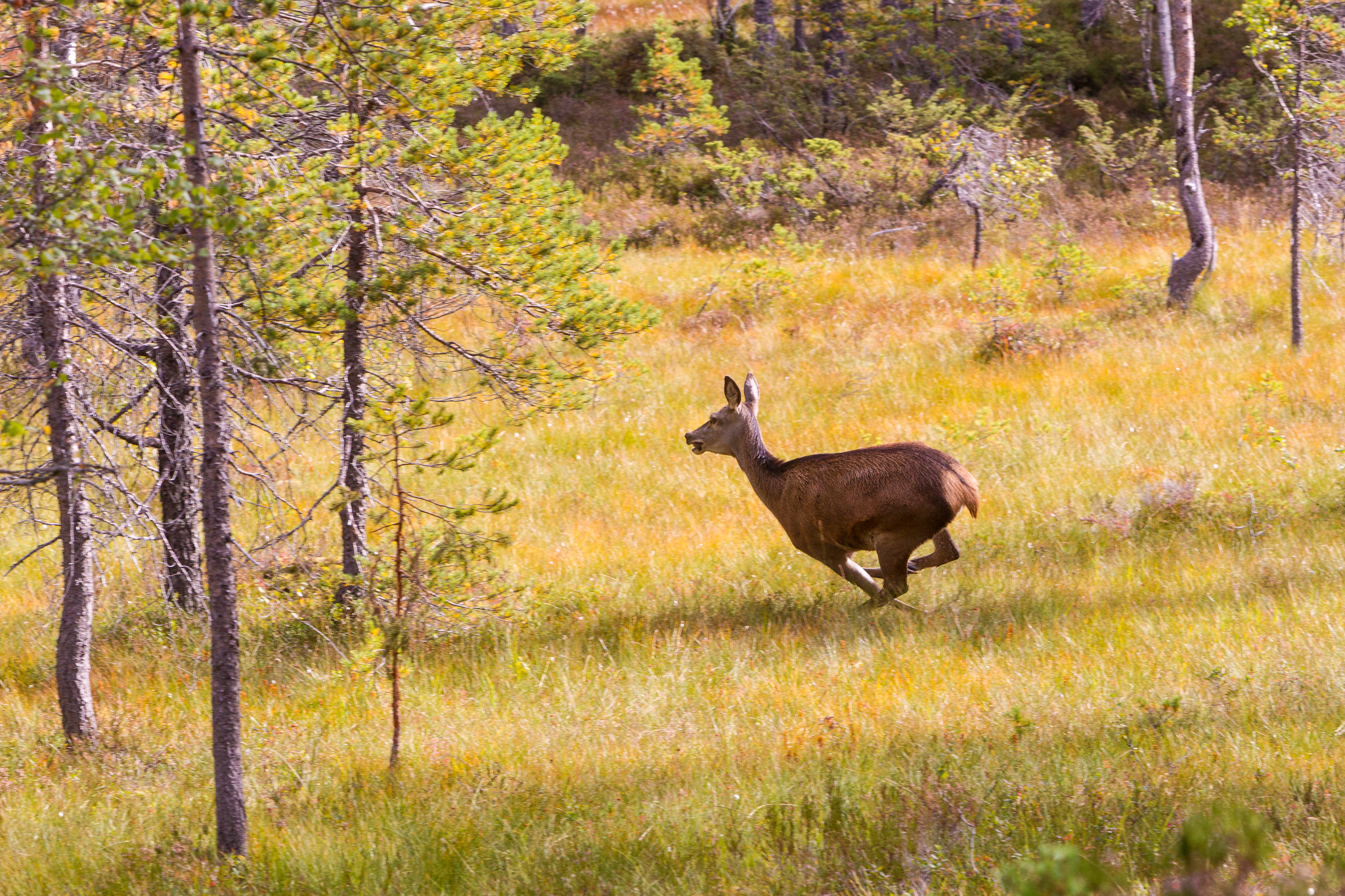 När Naturvårdsverket nu förespråkar en aktiv förvaltning av kronviltet tycker viltforskaren Anders Jarnemo att man slagit in på rätt linje. Däremot är han kritisk till att verket inte avvisar förslaget om skyddsjakt på kalv. Foto: Kjell-Erik Moseid