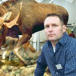 Om referensvärdet ska ligga på 300 vargar så måste jakten bli en naturlig del av förvaltningen med en årlig avskjutning på mellan 15-20 procent, anser vargforskaren Håkan Sand vid SLU Grimsö forskningsstation. Foto: Bertil Lundvik