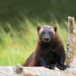 19 järvar får fällas i Jämtlands län. Foto: Kjell-Erik Moseid