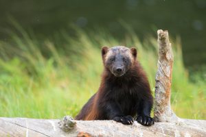 19 järvar får fällas i Jämtlands län. Foto: Kjell-Erik Moseid