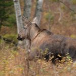 3.000 älgar dödads numera per år av varg i Värmland. Den höga predationen i kombination med för hög älgtilldelning har lett till en älgstam i fritt fall i länet. Foto: Jan Henricson