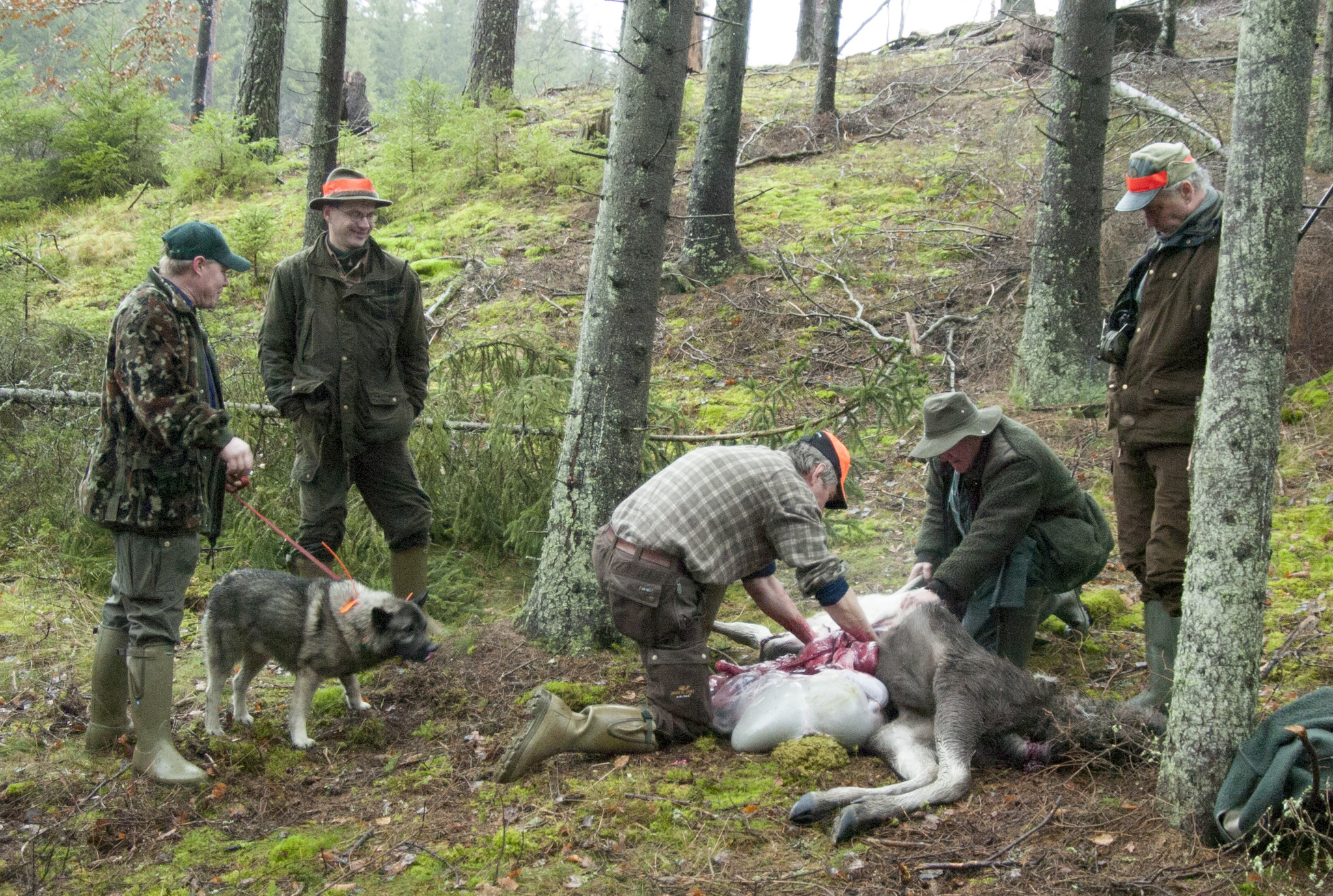 Det finns i dagsläget ingen anledning att hantera älgkött på något annat sätt än tidigare, enligt SVA. Foto: Jan Henricson