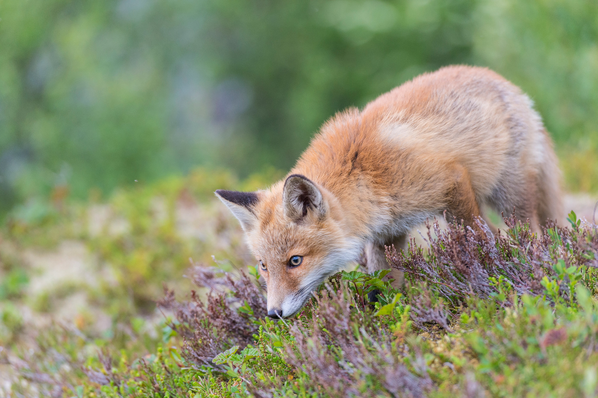 Även rävar kan infekteras av harpest men blir oftast inte sjuka. De bildar antikroppar mot bakterien, och genom att undersöka vilka rävar som har antikroppar mot harpest kan forskarna se i vilka områden harpesten finns. Foto: Kjell-Erik Moseid