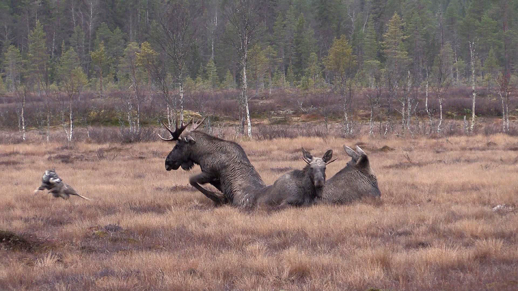 Xena och älgarna som fastnat i myren. Foto: Kjell Lennartsson