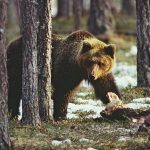Björnjakten i Finland avslutades i oktober då 122 björnar fällts. Foto: Kenneth Johansson
