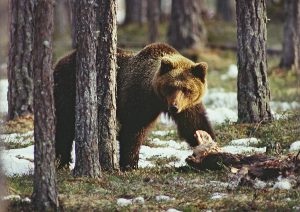 Björnjakten i Finland avslutades i oktober då 122 björnar fällts. Foto: Kenneth Johansson