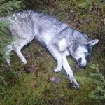 Jämthunden Fight dödades av varg på söndagen. Vargen krossade Fights nacke och bet av hans strupe. Den unga jämthunden tog sina sista andetag i sin ägares famn.