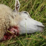 Minst tio vargangrepp har skett på Molstabergs får sedan midsommar. Foto: Maria Törmänen