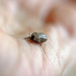 Det är i den vanliga fästingen, Ixodes ricinus, som den nya bakterien har hittats.