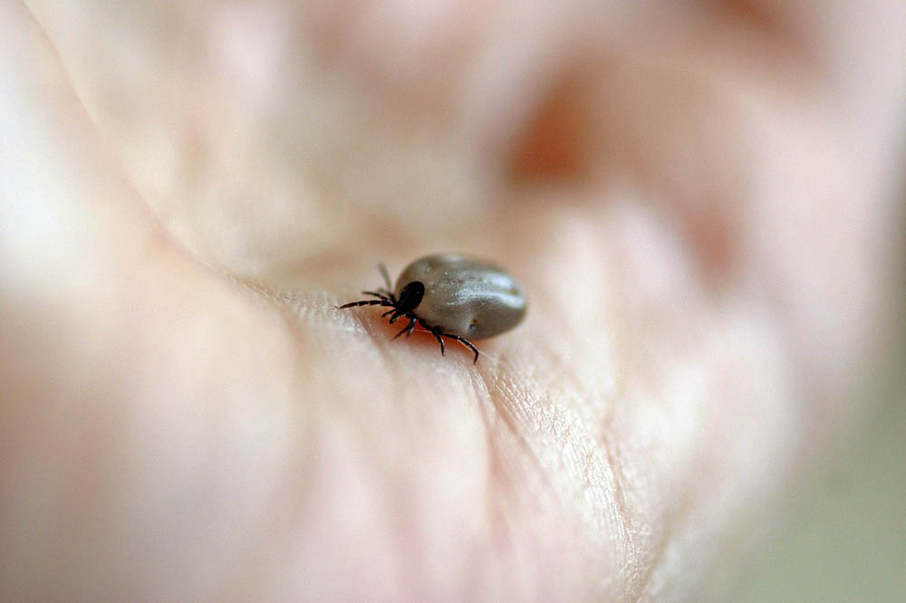 Det är i den vanliga fästingen, Ixodes ricinus, som den nya bakterien har hittats.
