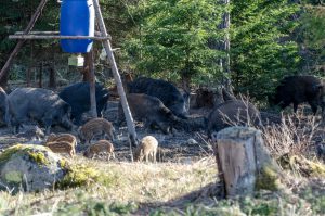 Det ska inte längre krävas tillstånd utan bara en anmälan, för att få sätta upp kameror vid vildsvinsåtlar. Men förslaget innehåller en rad villkor. Foto: Martin Källberg