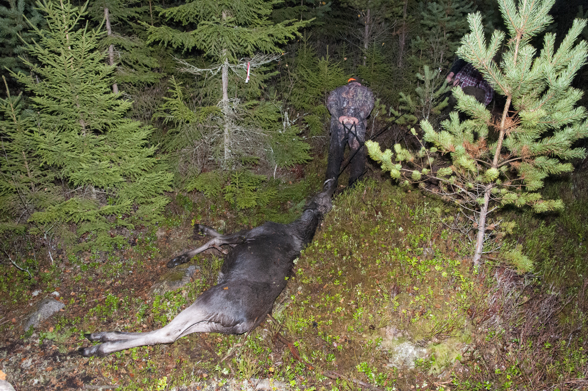 Älgar som har ett högt cesiumvärde brukar delas upp på väldigt många personer, så att var och en inte får så mycket kött från just den älgen, enligt miljöinspektör Catrin Mohlin. Foto: Jan Henricson