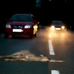 En skelleftebo körde på ett rådjur som han avlivade och tog med sig hem. Mannen är nu misstänkt för stöld, enligt norran.se. Foto: Kenneth Johansson