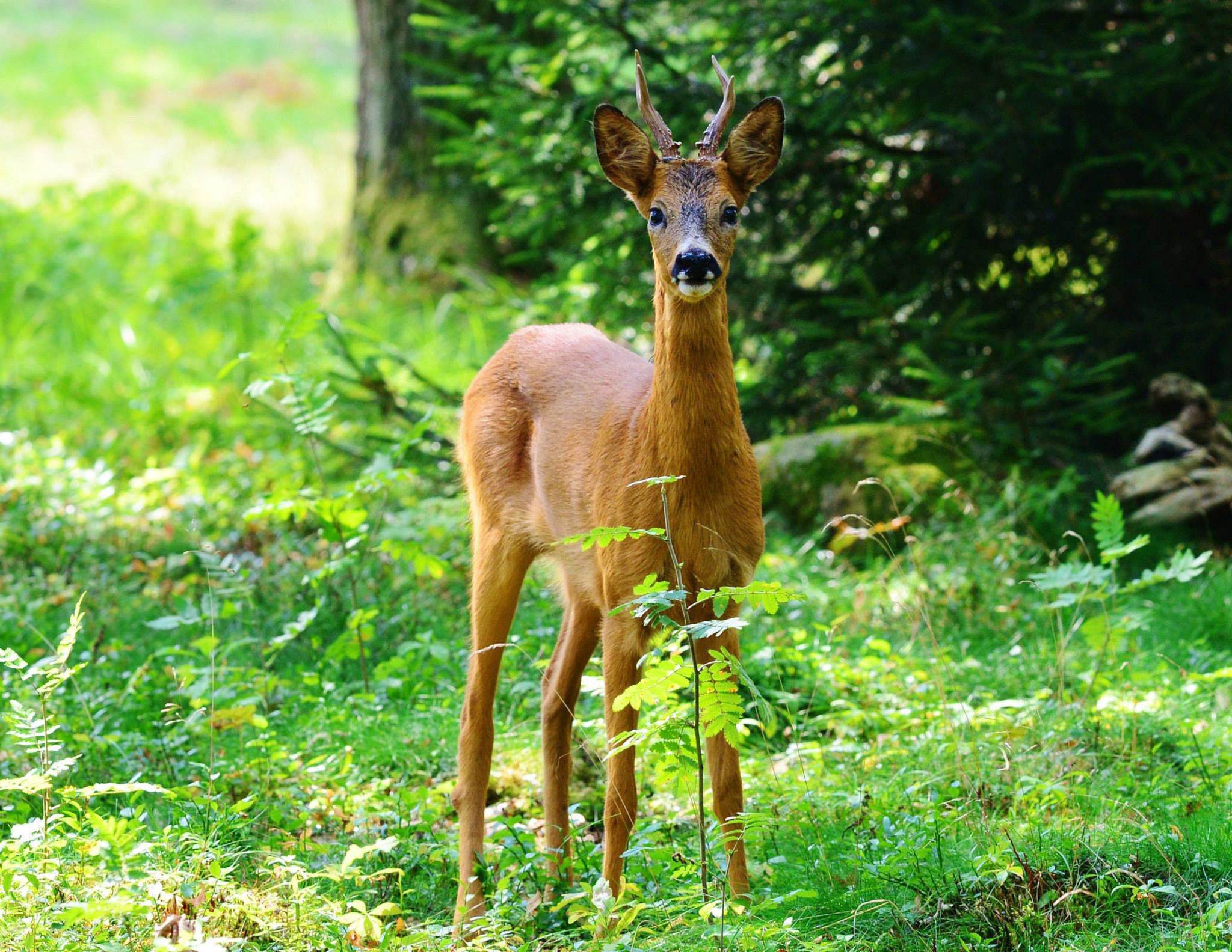 I säsongens andra program av Jaktlust är det dags för klassisk bockjakt. Foto: Mikael Jägare