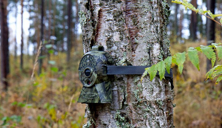 En jägare i 30-årsåldern misstänks för att haft flera illegala björnåtlar och åtelkameror i Ljusdalstrakten. Foto: Olle Olsson
