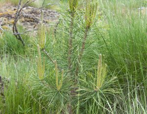 Det våras för tallen. Intresset för att plantera tall ökar bland Sydsveriges skogsägare. Foto: Jan Henricson