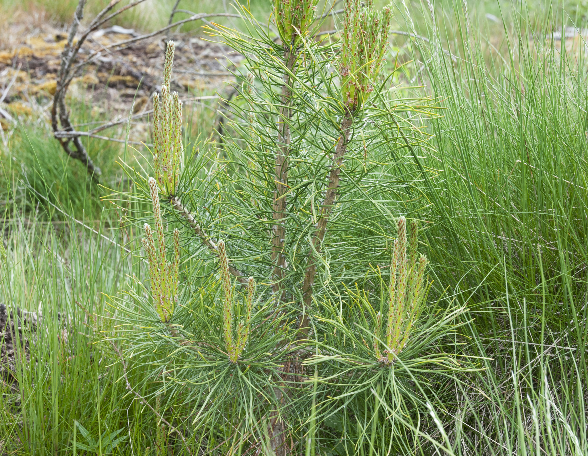 Det våras för tallen. Intresset för att plantera tall ökar bland Sydsveriges skogsägare. Foto: Jan Henricson