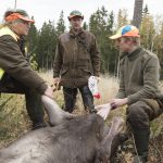 En älg passas och prover tas. Jägarna ställer upp när forskningen behöver hjälp. Foto: Jan Henricson