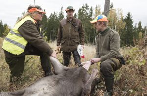 En älg passas och prover tas. Jägarna ställer upp när forskningen behöver hjälp. Foto: Jan Henricson