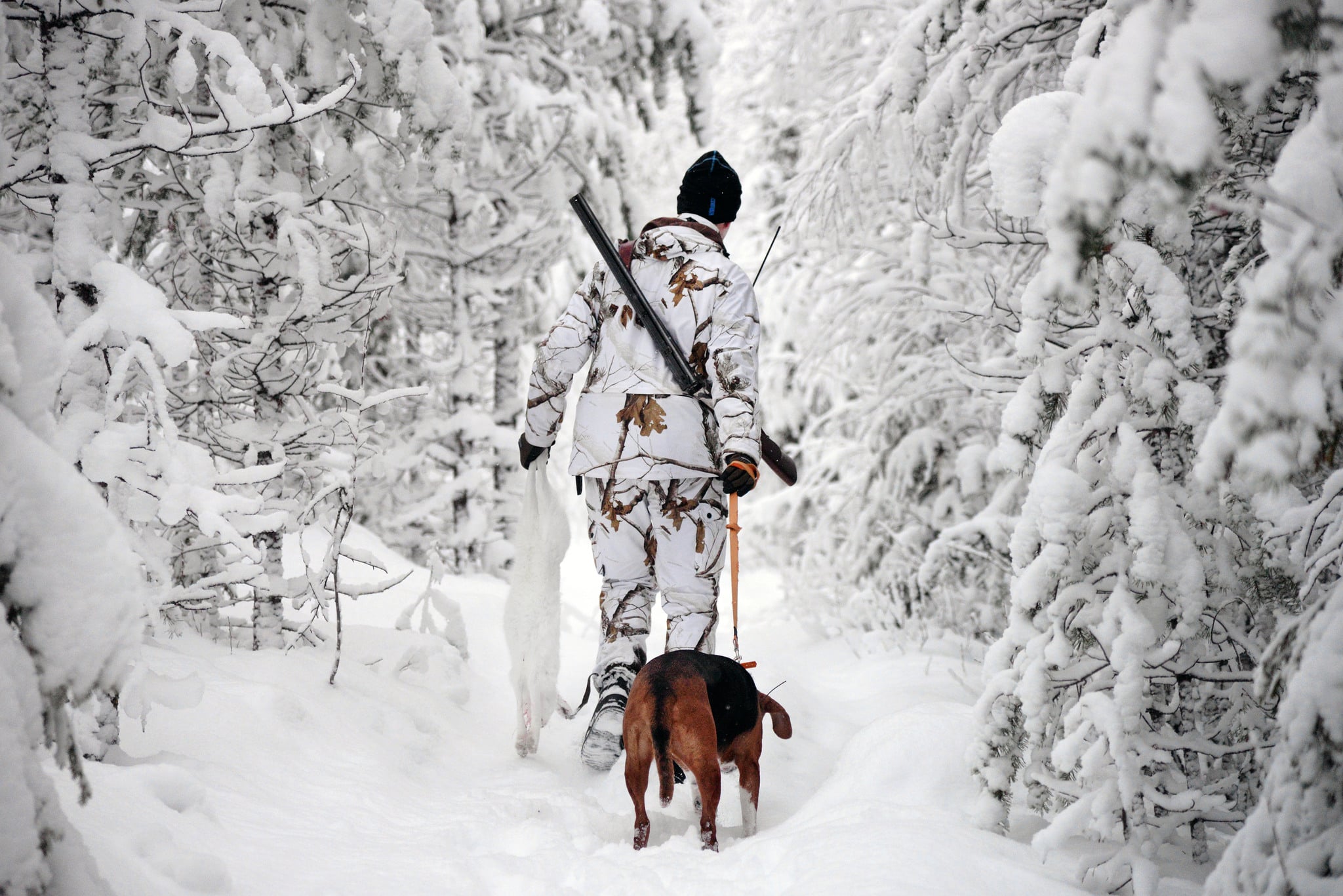 Forskare vid SVA vill ha stövarjägarnas hjälp med att få in prover från skogshare. Foto: Lars-Henrik Andersson