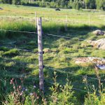 Innan politiska beslut fattas om att satsa resurser på befintliga eller nya åtgärder för att förebygga rovdjursangrepp på tamdjur, behöver åtgärdernas effekt undersökas med en korrekt metodik, anser Jordbruksverket i en ny rapport. Foto: Olle Olsson