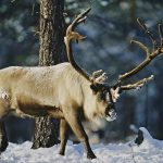 Renarna i området får hållas i inhägnader på grund av vargen. Foto: Kenneth Johansson