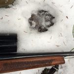 Högsta förvaltningsdomstolens avgörande kommer att få inverkan på vargjakten 2016. Den bedömningen gör både domstolen själv och Naturvårdsverket. Foto: Lennart Johannesson